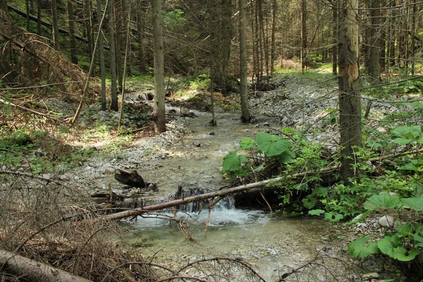Flusso pacificamente e lentamente scorre attraverso le aree forestali di — Foto Stock