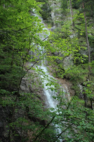 En våt stig som rinner genom bäckar i det slovakiska paradiset natio — Stockfoto