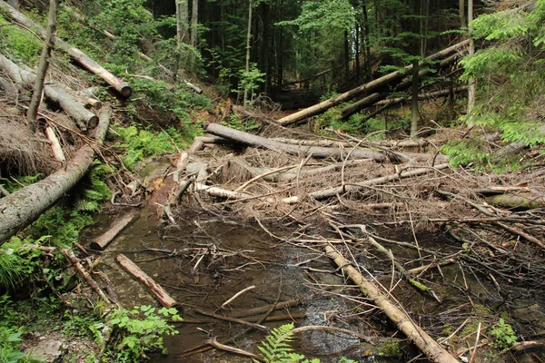 Un sendero que conduce a través de más lugares forestales en el Paradis eslovaco — Foto de Stock