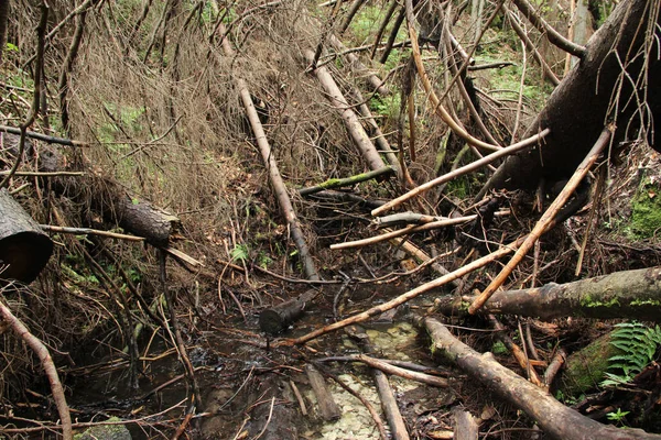 Sebuah jejak yang mengarah melalui lebih banyak hutan tempat di Paradis Slowakia — Stok Foto