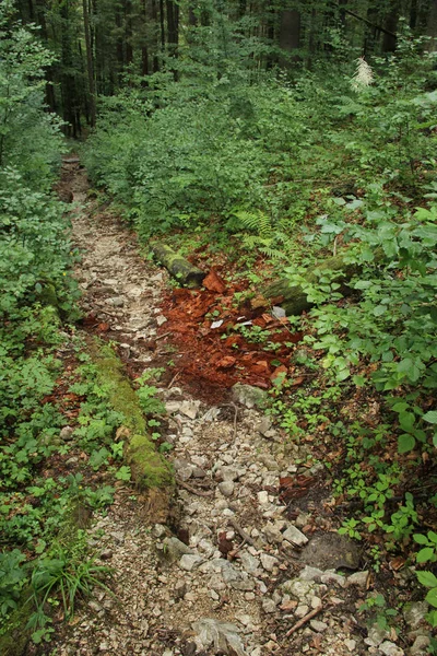 Un sentier menant à travers plus d'endroits forestiers dans les Paradis slovaques — Photo