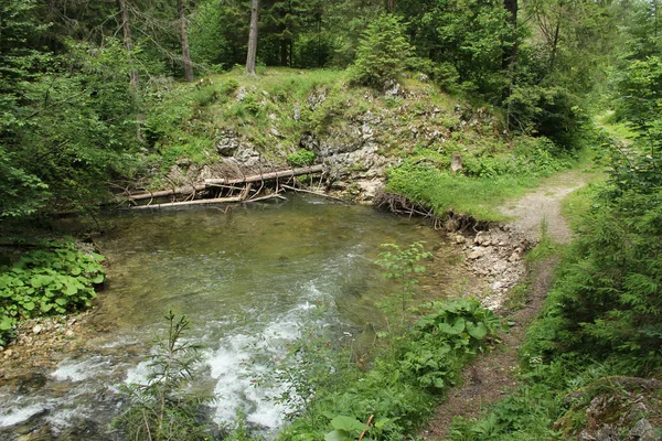 Patak békésen és lassan átfolyik átmenő a erdő terület-ból — Stock Fotó