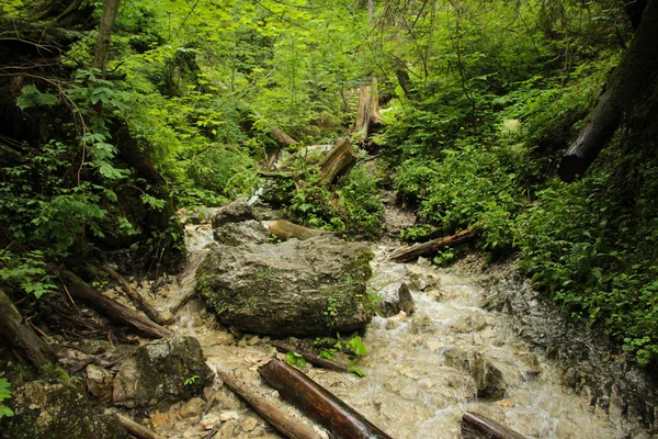スロバキアの楽園ナティオの小川を走る濡れたトレイル — ストック写真