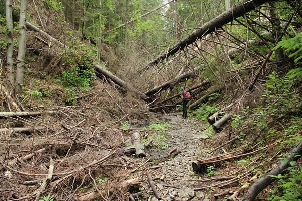 Un touriste debout sur un sentier de montagne bloqué par des arbres cassés — Photo