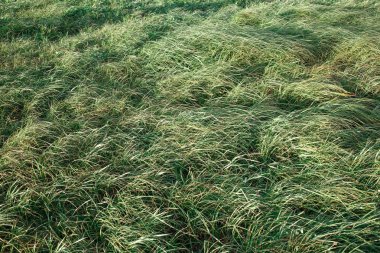 Yeşil çim alanında rüzgar darbeler