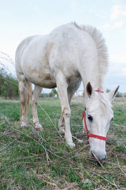 Baharda bir çayır içinde otlama beyaz at.