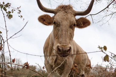 Bahar aylarında bir çayır içinde kulak otlama bir sayı ile kahverengi bir closeup. Tarım, sığır üreme konsepti