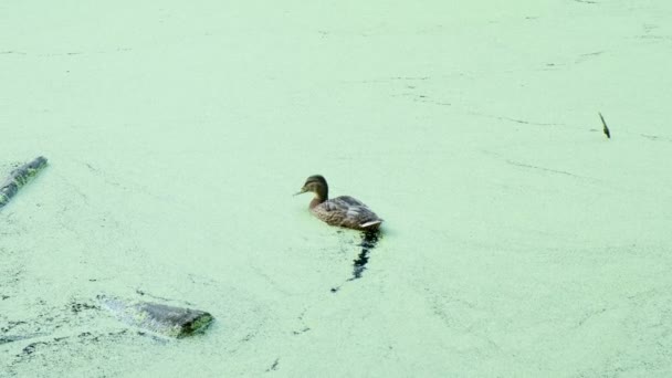 Δύο πάπιες επιπλέουν σε μια λίμνη με νερό. άγρια υδρόβια πτηνά που βάζουν ράμφη στο νερό — Αρχείο Βίντεο