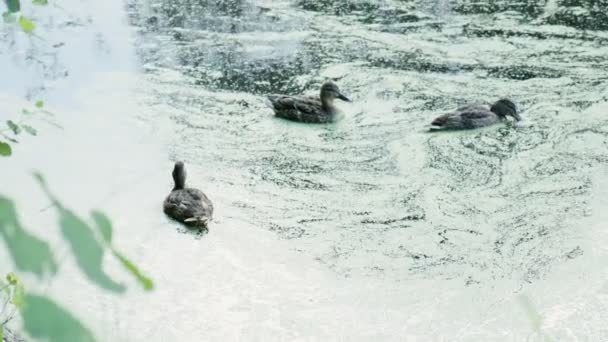 Τρεις πάπιες κολυμπούν σε λίμνη με νερό. άγρια υδρόβια πτηνά που βάζουν ράμφη στο νερό — Αρχείο Βίντεο