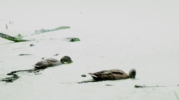 Zwei Enten treiben im Staunässe. Wilde Wasservögel legen Schnäbel ins Wasser — Stockvideo