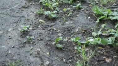 Gaz maskeli, kapüşonlu deri ceketli adam gölün yakınındaki ormanda dikiliyor.