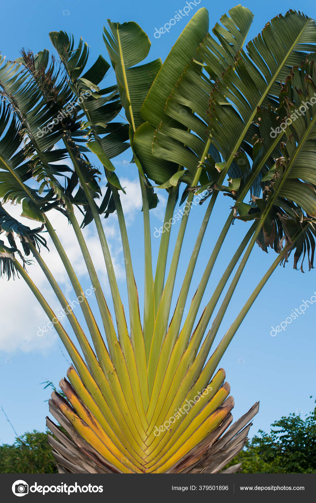 Ravenala Madagascariensis Images Royalty Free Stock Ravenala Madagascariensis Photos Pictures Depositphotos Ravenala Madagascariensis Images Royalty Free Stock Ravenala Madagascariensis Photos Pictures Depositphotos