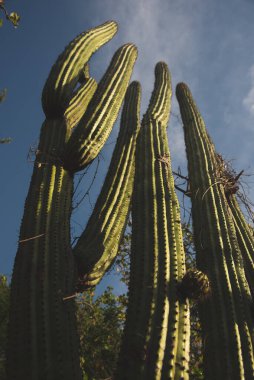 Büyük bir kaktüsün kapağı, Düşük Açı