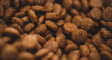 Köpek, kedi kroket yiyecekler. Yaklaş.