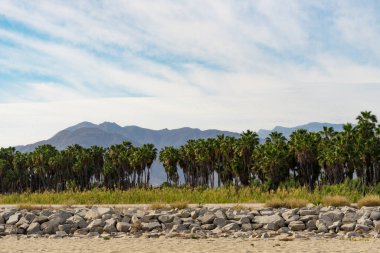 Çayırdaki manzara dağları ve ağaçlar, San Jose Del Cabo Kasabası, Meksika