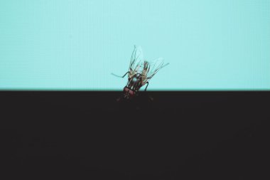 Bilgisayardaki sinek böceğinin makro fotoğrafı