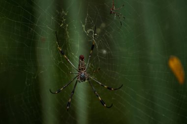 Örümcek ağındaki örümceğe yaklaş 