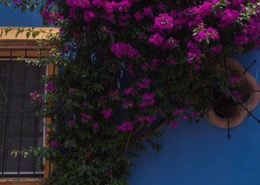 Mavi ev ve çiçekler çalılıklarda, Tequisquiapan, Meksika 