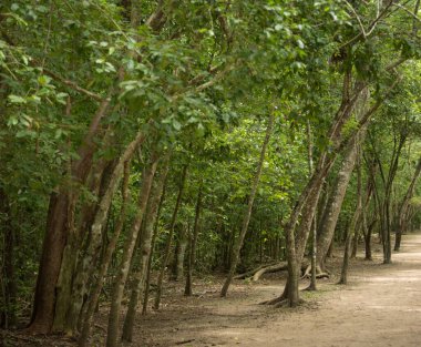 Coba Maya arkeolojik alanı, Meksika 'daki ormanda yol