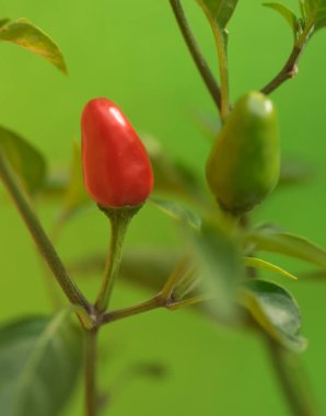 Meksika Şili 'nin büyüyen Macro' su