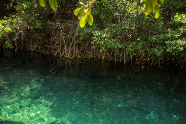 Ağaç yaprakları ve temiz su, Xcacelito Meksika Cenote, doğal çukur, subatan