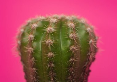 Pembe arka planlı Güzel Bebek Kaktüsü
