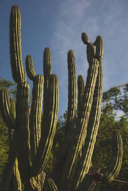 Büyük kaktüs, Düşük Açı