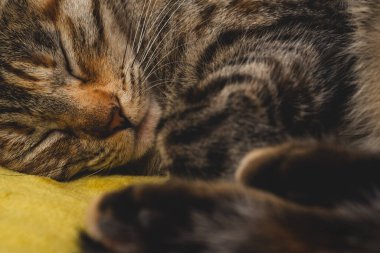 Makro, uyuyan bir kedi yavrusuna yaklaş.