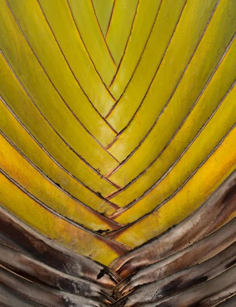 Madagaskar Ravenala Palmboom Flora Bladeren — Stockfoto