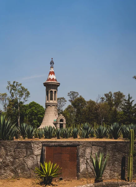 Парк Чапултепек Мехико Растения Флора — стоковое фото