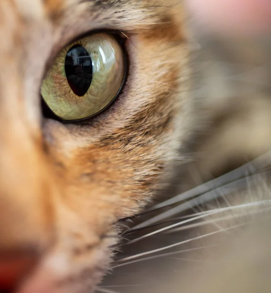 Macro Close Oog Van Kat — Stockfoto