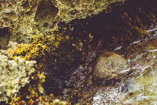 Cozumel Coral Reef Rocks — Stock Photo, Image