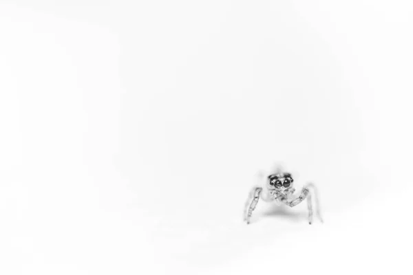 Καλλιτεχνική Μαύρο Και Άσπρο Macro Κοντινό Πλάνο Μιας Μικρής Αράχνης — Φωτογραφία Αρχείου