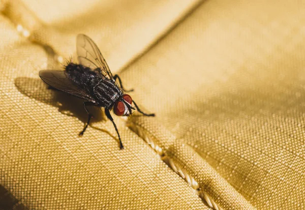 Fly Insect Macro Κλείσιμο — Φωτογραφία Αρχείου