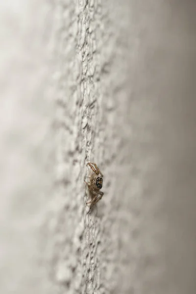 Macro Cierre Una Pequeña Araña Pared Blanca — Foto de Stock