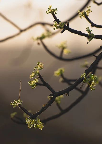 Макро Закрытие Мелких Растений Растущих Ветвях Деревьев — стоковое фото