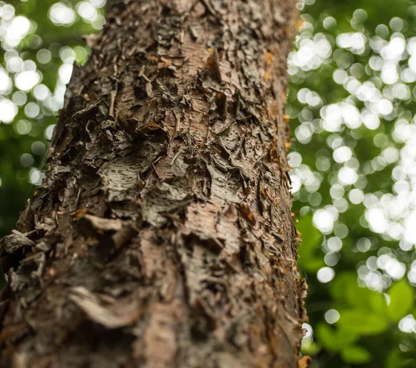 Primo Piano Del Tronco Albero Flora Del Legno — Foto Stock