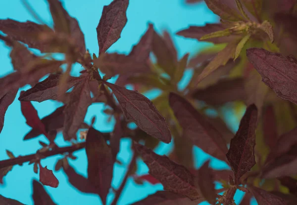 Dysphania Ambrosioides Plant Purple Epazote Mexican Plant — Stock Photo, Image