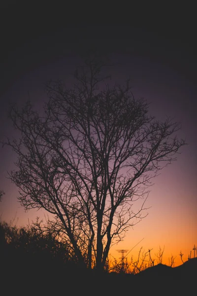 Céu Pôr Sol Ramos Árvore — Fotografia de Stock