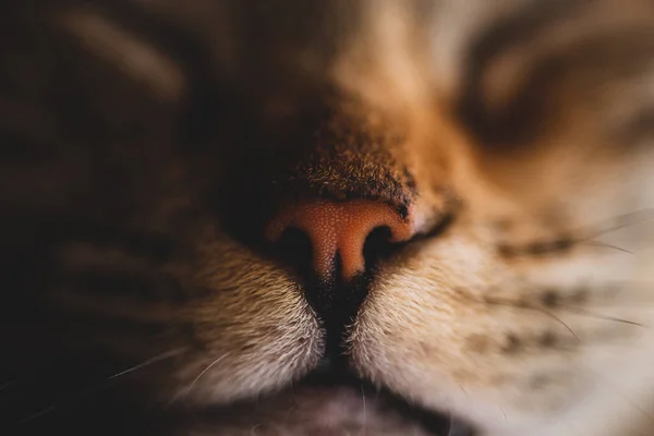 Macro Close Kitten Nose — Stock Photo, Image