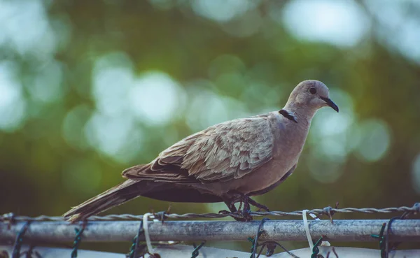아침에 배경에 뱃머리를 마리의 비둘기가 — 스톡 사진