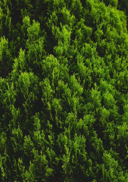 Pine Close Leaves Texture — Stock Photo, Image