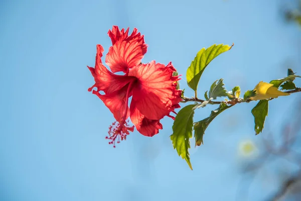 Ροζ Λουλούδι Τουλίπας Μεξικού — Φωτογραφία Αρχείου