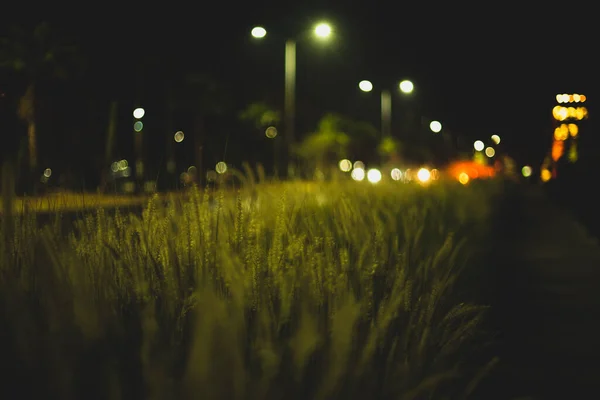 Green Grass Night Time — Stock Photo, Image