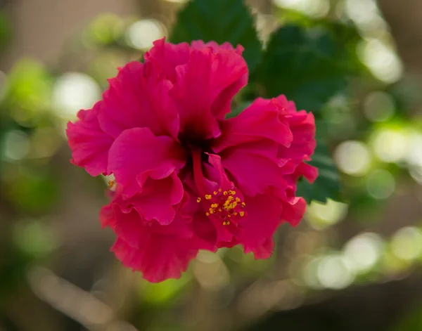 Розовый Мексиканский Цветок Тюльпана — стоковое фото