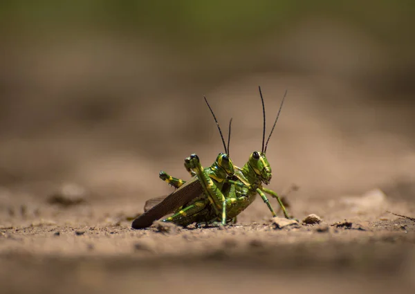 Mexikói Szöcske Pár Makro Fotózás — Stock Fotó