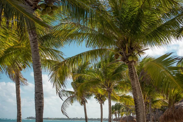 Akumal Palmbomen Mexicaans Caribisch Gebied — Stockfoto