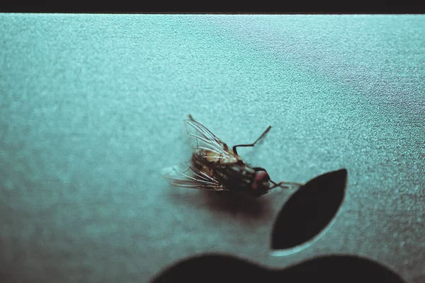 Fotografía Macro Insectos Voladores Ordenador —  Fotos de Stock