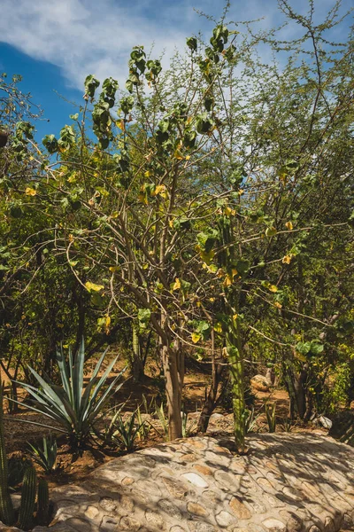 Cidade Miraflores Vegetação Cena Natural Baja California México — Fotografia de Stock