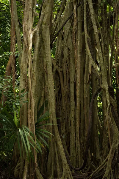 Coba Maya Ormanı Meksika Büyük Ağaç Kökler — Stok fotoğraf